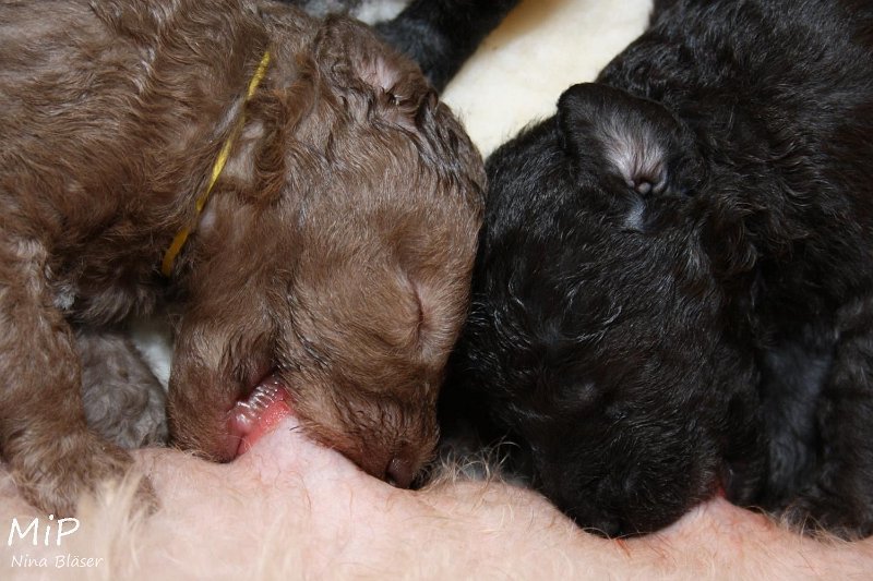 2011-05-15 Puppies Candy & Svet (8).jpg